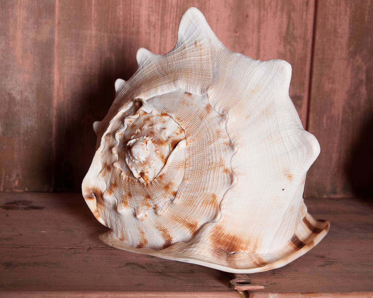 Helmat Shells Private Collection Of Giant Queen Helmet Shells | Nikki Page Antiques