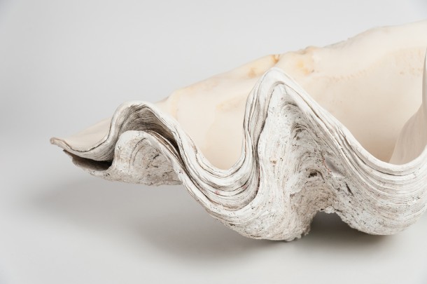 Giant clam shell | Nikki Page Antiques